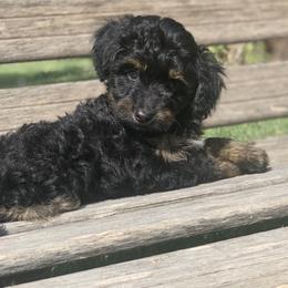 Aussiedoodle Puppies from Backyard Doodles