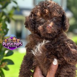 Goldendoodles, Poodles, Shihpoos, and Yorkshire Terriers from Plush Pups By Reeds