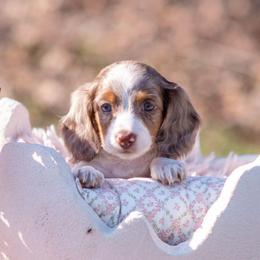 Lola - Piebald female Dachshund puppy in Knox City, Missouri from Brittney's Dachshunds