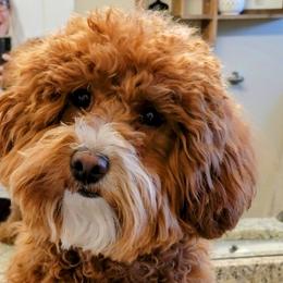 Boo - Goldendoodle