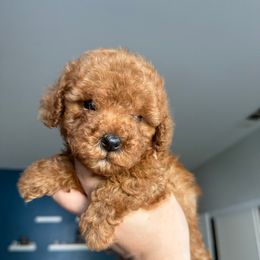 Molly - Red female Assorted Doodle Crosses puppy in San Jacinto, California from Goldens and Doodles