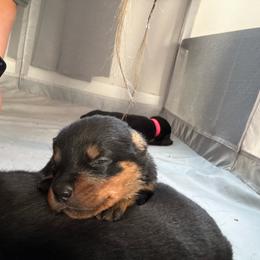 Avocado - Black and rust female Rottweiler puppy in Eagle Mountain, Utah from Woolley Darlings