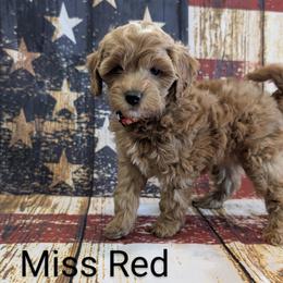 Goldendoodle, Golden Retriever, Labradoodle, and Labrador Retriever All Grown Up from Robertson's Retrievers and Doodles