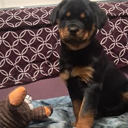 Girl 2 - Black and mahogany female Rottweiler puppy in De Witt, Iowa from Irish Eyes Kennels