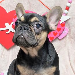 French Bulldog Puppies from Priscilla's Frenchies