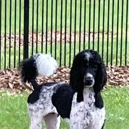 Poodle and Shih Tzu All Grown Up from Carolina Dream Standard Poodles and Shihtzu’s