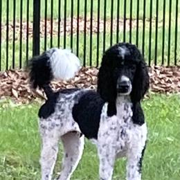 Poodle and Shih Tzu All Grown Up from Carolina Dream Standard Poodles and Shihtzu’s