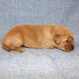Max - Golden male Golden Retriever puppy in New Weston, Ohio from Bertke AKC Golden Retrievers and Bernese Mountain Dogs