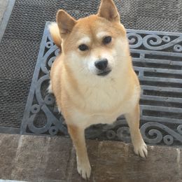 Nami - Shiba Inu