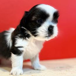 Oreo - Black and white male Shih Tzu puppy in Downey, California from Cali shih tzu