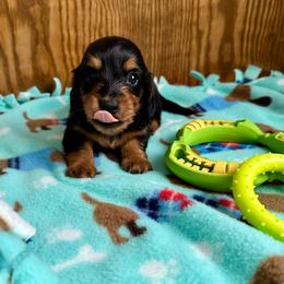 Peep - Black and tan female Dachshund puppy in Wolf Lake, Indiana from Canisteo Dachshunds