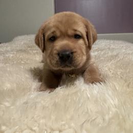Boy 3 - Yellow male Labrador Retriever puppy in Littlefield, Arizona from Susan Burkey