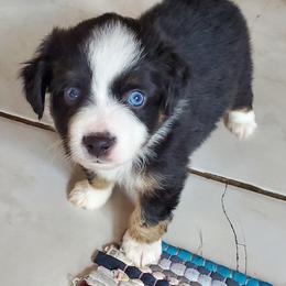 Chihuahua and Toy Australian Shepherd Puppies from Glidwell Ranch