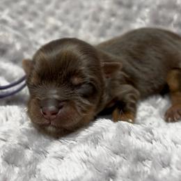 Purple - Chocolate, tan and white female Yorkshire Terrier puppy in California from All Star Yorkies
