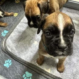 Bailey - Fawn female Boxer puppy in Concord, New Hampshire from Mountain View Boxers