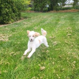 Courage - Parti Poodle puppy in Central Point, Oregon from Hanley Country Canines