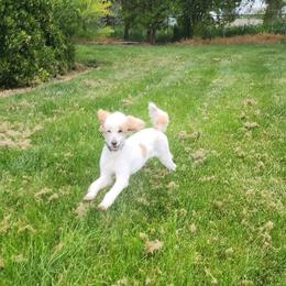 Courage - Parti Poodle puppy in Central Point, Oregon from Hanley Country Canines