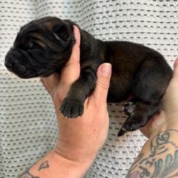 Bella - Sable female German Shepherd puppy in Gig Harbor, Washington from Crescent Lake Shepherds