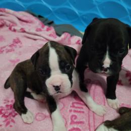 Boxer Puppies from BUTTERFLYS BOXERS