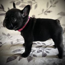 French Bulldog Puppies from HazyDayFrenchies