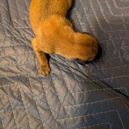 Boy 2 - Fawn sable male Belgian Malinois puppy in Paynes Corner, Virginia from Von-Zito Belgian Malinois