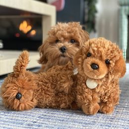 Maltipoo All Grown Up from Maltipoo FurBabies
