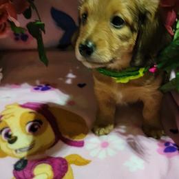 Dachshund Puppies from CLARK'S BREEDING PROGRAM