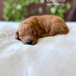 Boots (gray) - Red  male Goldendoodle puppy in Hutto, Texas from Crystal's Goldendoodles
