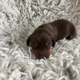 Girl 2 - Chocolate and tan female Dachshund puppy in Hindsville, Arkansas from Okie Dokie Doxie