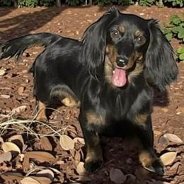 Bailey - Black and tan female Dachshund puppy in Industry, Illinois from KDKs Kennels