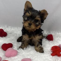 Bean - Blue and gold male Yorkshire Terrier puppy in The Bronx, New York from Teenie Sweeties Yorkies