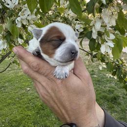 Violet - Red speckled female Australian Cattle Dog puppy in Lynd, Minnesota from Diamond Falls Cattle Dogs