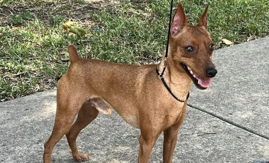 Pinscher Miniatura