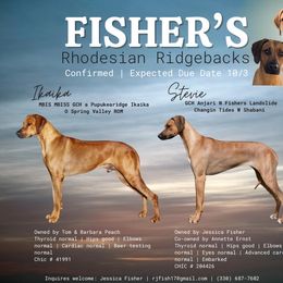 Rhodesian Ridgeback puppies from Fisher’s Rhodies