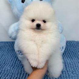 Gouda - White male Pomeranian puppy in Concord, California from Eelan’s Poms