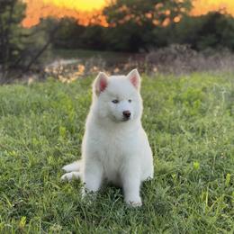 Pomsky and Siberian Husky Puppies from A-Dream Pomsky Kennel