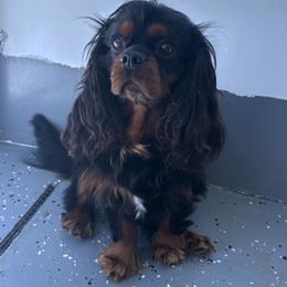 Max-OFA CHIC Cert-213543 - Cavalier King Charles Spaniel