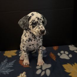 Ashoka - White and black female Dalmatian puppy in Fort Cavasos, Texas from Mainstreet Dalmation
