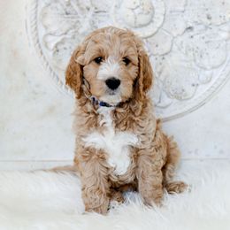 Goldendoodle Puppies from Pixie Goldendoodles