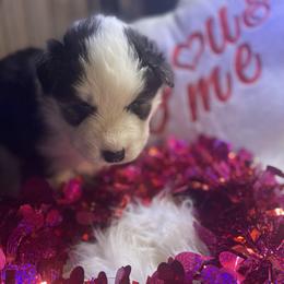 Tabitha - Black and white female Siberian Husky puppy in Diamond Lake, Washington from Husky Haven WA