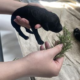 Poodle Puppies from Sweet Country Standards
