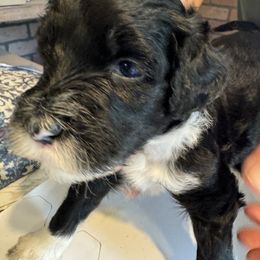 Sizzle - orange collar - Black and white male Portuguese Water Dog puppy in Severn, Maryland from WiccaBay