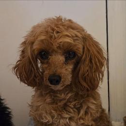 Elvis - Poodle