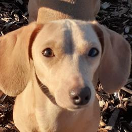 Cashew - Dachshund