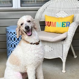 Gemma - Poodle