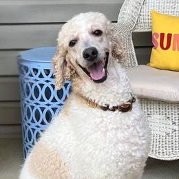 Gemma - Poodle