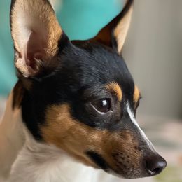 Ivy - Toy Fox Terrier