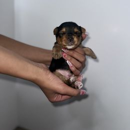 Yorkshire Terrier Puppies from A yorkie palace