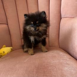 Pippin - Black and tan male Pomeranian puppy in Macon, Georgia from Pomflower Pomeranians