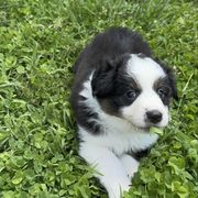 Wolverine - Tri-color male Border Collie puppy in Huntingtown, Maryland from Riverside Collies-n-Critters
